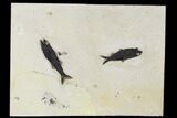 Fossil Fish (Mioplosus & Knightia) Plate - Wyoming #179312-1